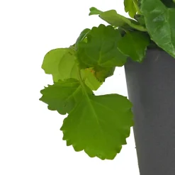 Plectranthus australis (Planta del Dinero)