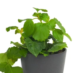 Plectranthus australis (Planta del Dinero)