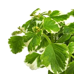 Plectranthus coleoides (Planta de Incienso)