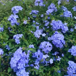 Plumbago auriculata (Jazmín del cielo)