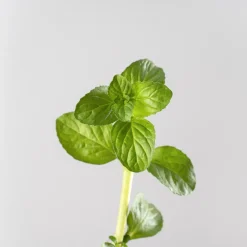 Poleo (mentha pulegium) - Planta aromática