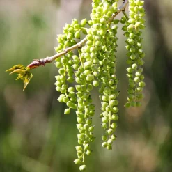 Populus nigra (Álamo negro)