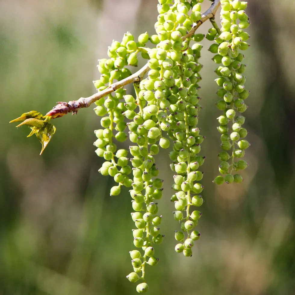 Populus nigra (Álamo negro)