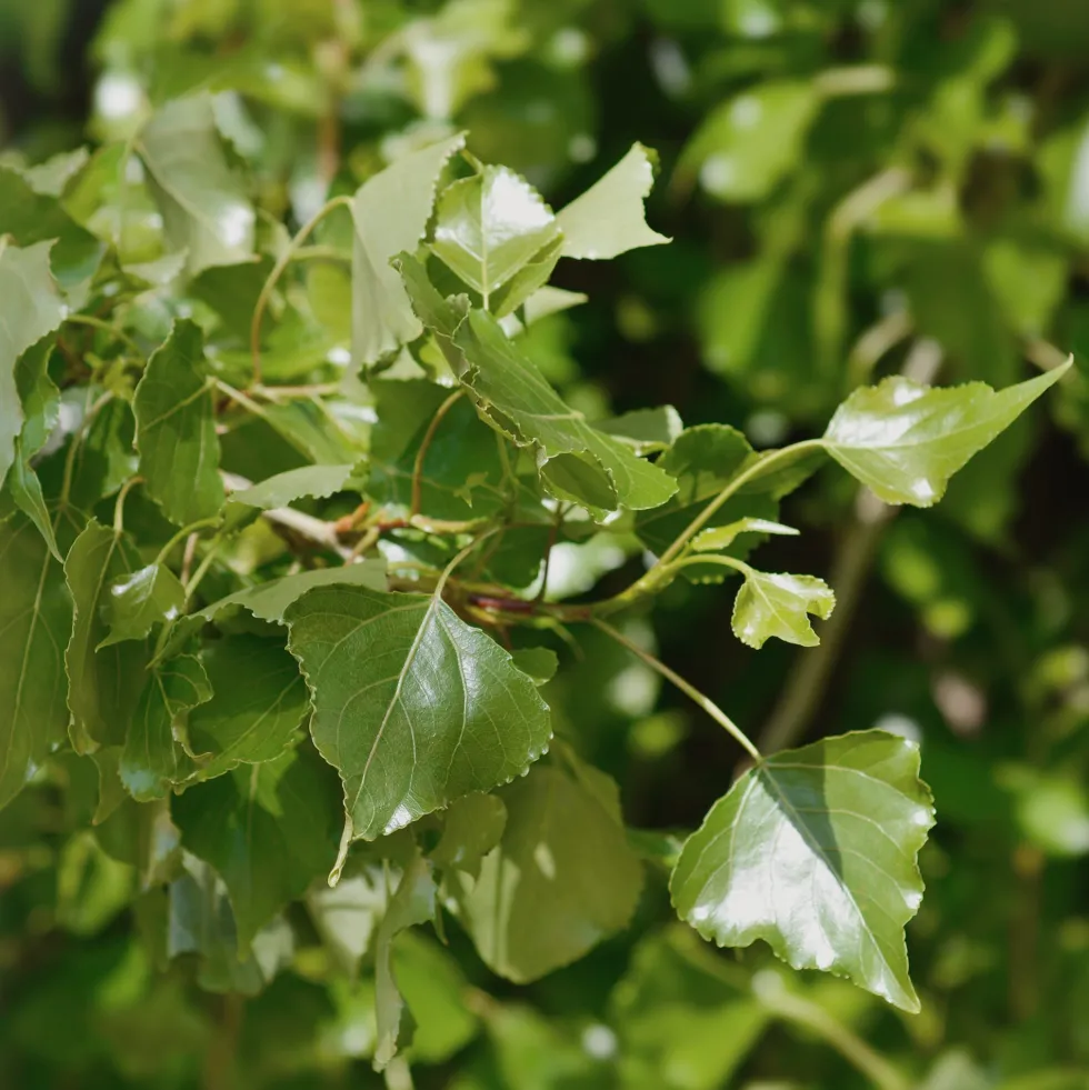 Populus nigra (Álamo negro)
