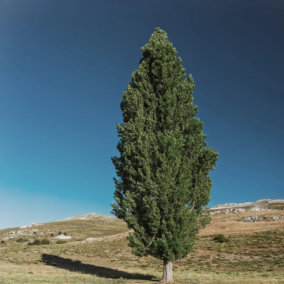 Populus nigra (Álamo negro)