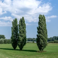 Populus nigra (Álamo negro)