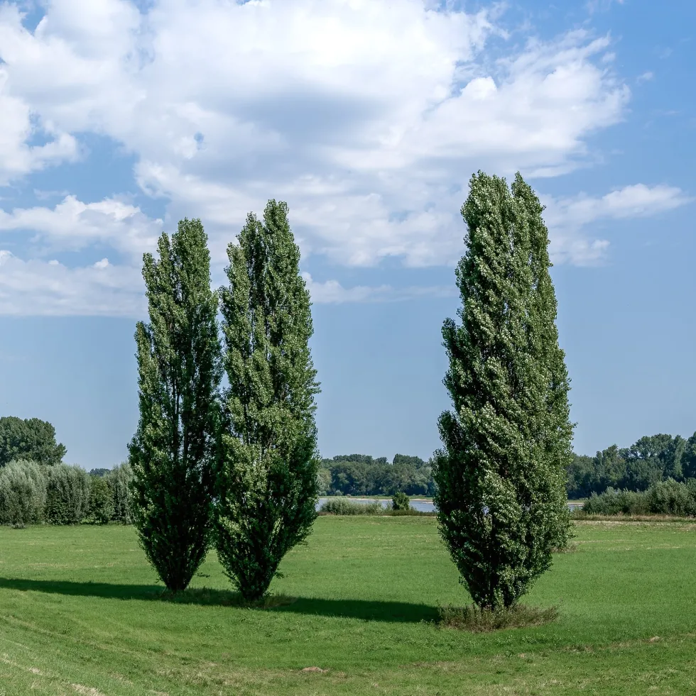 Populus nigra (Álamo negro)