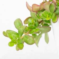 Portulaca umbraticola