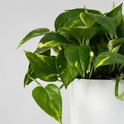 Potho - colgante (Epipremnum aureum)