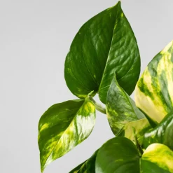 Potho - colgante (Epipremnum aureum)