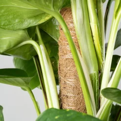 Potho - con tutor (Epipremnum aureum)