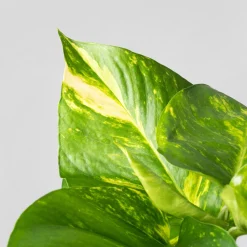Potho - con tutor (Epipremnum aureum)