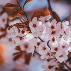 Prunus cerasifera 'Nigra'