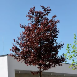 Prunus cerasifera 'Pissardii'