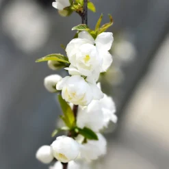 Prunus glandulosa 'Alba Plena'