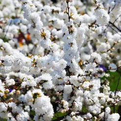 Prunus glandulosa 'Alba Plena'