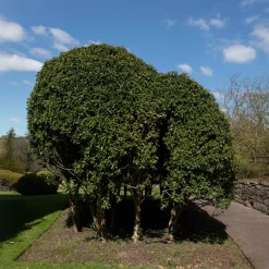 Prunus lusitanica 'Angustifolia'