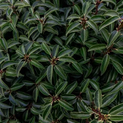 Prunus lusitanica 'Angustifolia'