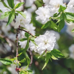 Prunus persica 'Taoflora'