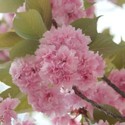 Prunus serrulata 'Kanzan'