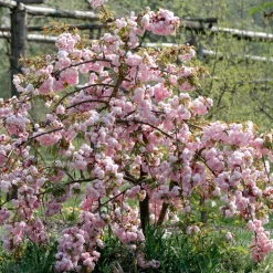 Prunus serrulata 'Kiku-shidare-zakura'
