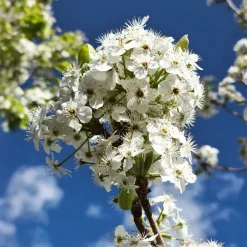 Pyrus calleryana 'Chanticleer'