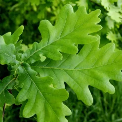 Quercus robur (Roble)