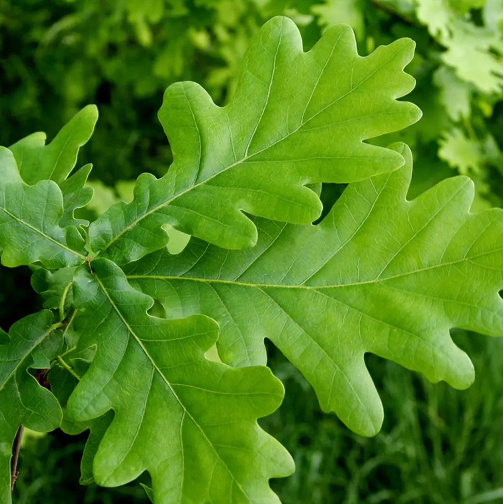 Quercus robur (Roble)