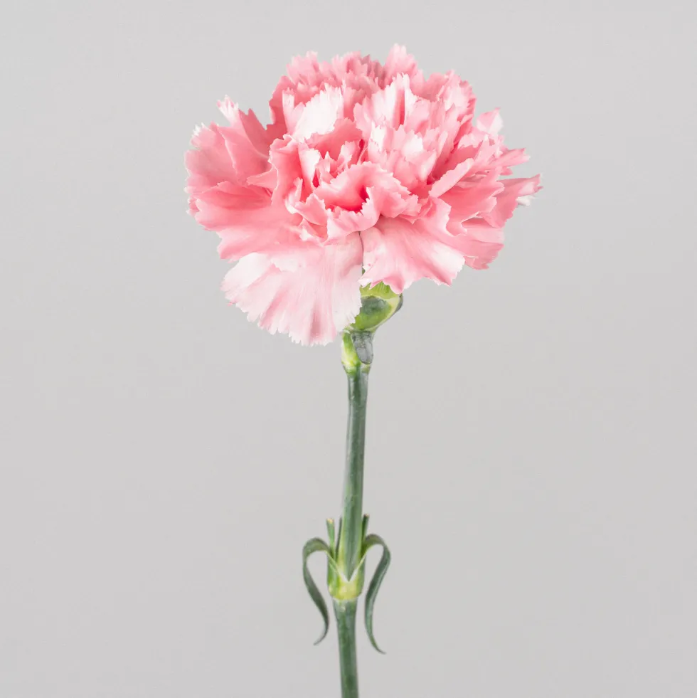 Ramillete de Claveles rosas