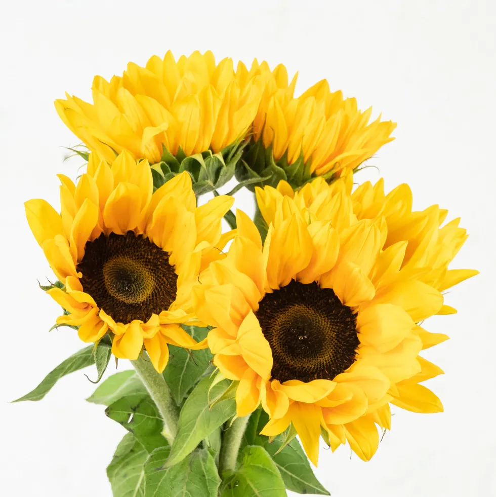 Ramillete de Girasoles