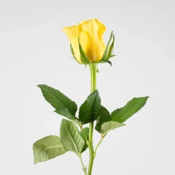 Ramillete de Mini Rosas Amarillas