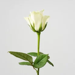 Ramillete de Mini Rosas Blancas