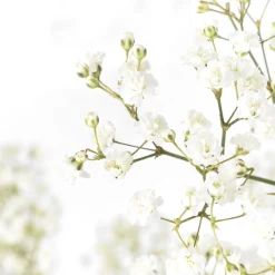 Ramillete de Paniculata blanca