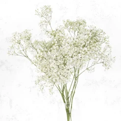 Ramillete de Paniculata blanca