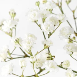 Ramillete de Paniculata blanca