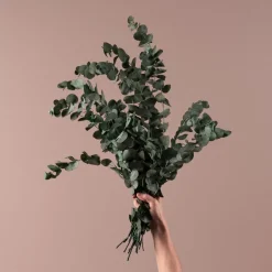 Ramillete Preservado de Eucalipto cinerea verde