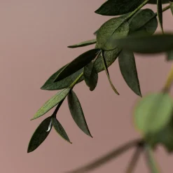 Ramillete Preservado de Eucalipto Parvifolia verde
