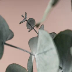 Ramillete Preservado de Eucalipto cinerea azul