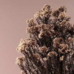 Ramillete Preservado de Flor de Arroz rosa