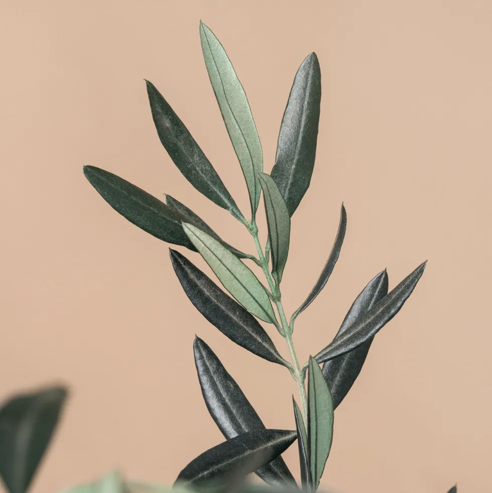 Ramillete Preservado de Olivo verde