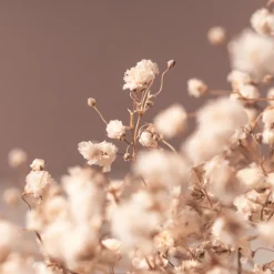 Ramillete Preservado de Paniculata Million Daisy natural