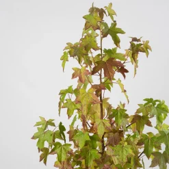 Árbol del ambar (liquidambar styraciflua)