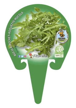 Rúcula - Planta de huerto