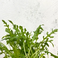 Rúcula - Planta de huerto