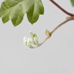 Rhoicissus rhomboidea