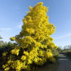 Robinia pseudoacacia 'Frisia'