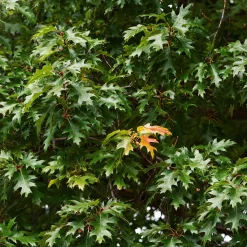 Roble americano (quercus rubra)