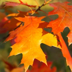 Roble americano (quercus rubra)