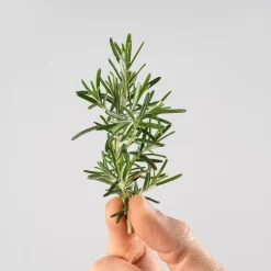 Romero Rastrero (rosmarinus officinalis prostratus) - Planta aromática