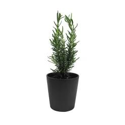 Romero (rosmarinus officinalis) - Planta aromática